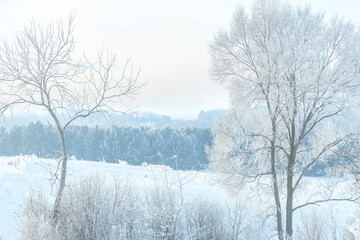 A winter landscape of trees with frost and fog. 