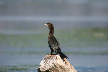 A close-up shot of an adult The pygmy cormorant (Microcarbo pygmaeus) stands on a stone pedestal in the waters of Lake Skadar.