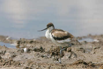 Young and adult pied avocet (Recurvirostra avosetta) photographed in different situations on the shore of a saltwater estuary