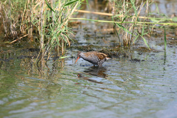 An adult European water rail (Rallus aquaticus) is photographed from above foraging in the water of a narrow canal in reeds.