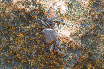 Crab on rocky surface with textured background in natural habitat. marbled crab