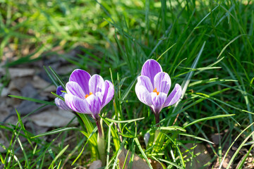 Spring crocus (crocus vernus) flowers