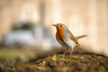 Closeup of european robin standing on the mossy ground with blur background