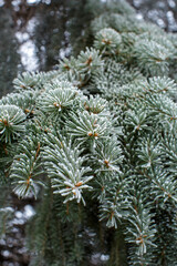 close up of frosted green pine needles hanging from evergreen tree