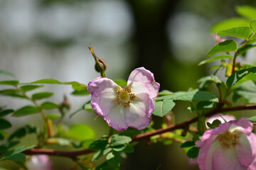 Obraz premium Rosa suavis flower blooming pink to white on terminal branches, forming spring blossoms of a native Korean wild rose shrub