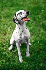 A dalmatian dog is sitting on the grass and looking at the camera