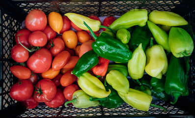 Ripe green pepper and red tomato, collected in a box. Autumn harvest.