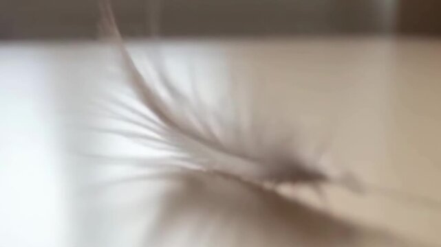 Delicate feather gently sways and settles on smooth surface