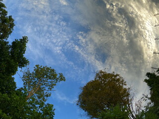 Obraz premium Wide Angle View of Blue Sky and Dramatic Altocumulus Clouds Through Treetops