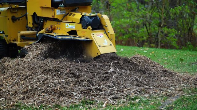 Professional stump grinding machine cutting through the tree stump in a residential yard. The powerful rotating blade chips wood into mulch
