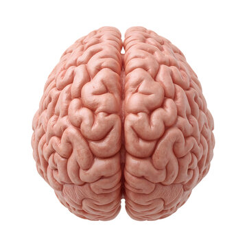 Human brain top view isolated on the transparent background  detailed cerebral anatomy concept for neuroscience, intelligence, medical, and cognitive research