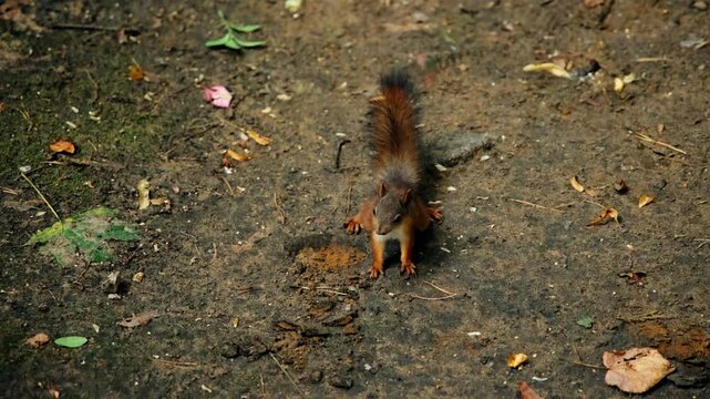 A cute squirrel came out of the forest to people. Close-up shooting of a rodent