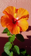 Obraz premium Close-up of Blush Pink Hibiscus Flower Petals Against Wall Background