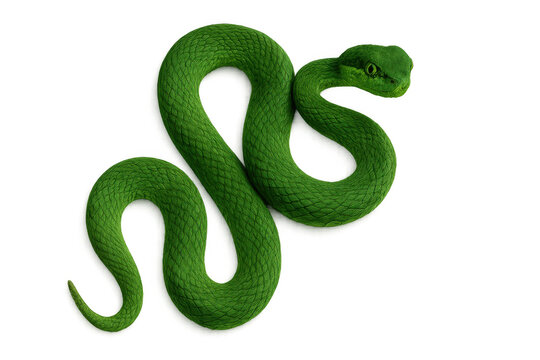 Green snake winding, a venomous reptile with vibrant scales, looking directly at viewer, isolated on transparent background