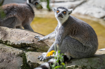 Fototapeta premium Ring-tailed Lemur