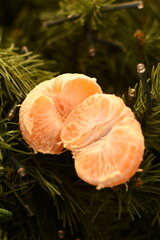 Close-up of two peeled mandarin halves on artificial Christmas tree branches. Vertical photo, slight side angle, festive winter atmosphere, minimalist background, natural colors.