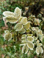 Young hoarfrost covers delicate green rosehip leaves. First frost.