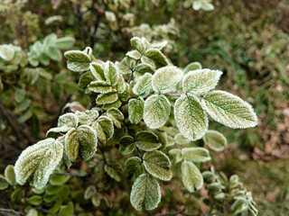 Young hoarfrost covers delicate green rosehip leaves. First frost.