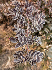 Young hoarfrost covers delicate brown rosehip leaves in early morning. First frost.