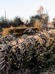 Young hoarfrost covers delicate brown rosehip leaves in early morning. First frost.