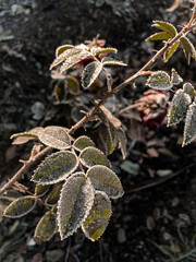 Young hoarfrost covers delicate green rosehip leaves in early morning. First frost.