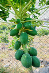 Unripe green papayas growing in clusters on the tree.