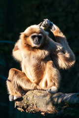 Common gibbon sitting stretching its arms over dark background
