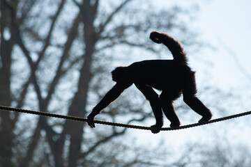 Spider monkey backlit as it climbs the rope