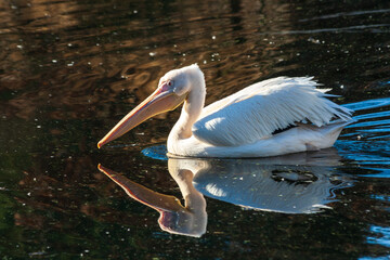 American white pelican swimming in a pond