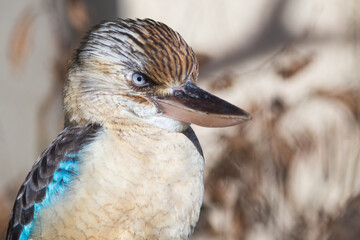 Close-up of Blue-winged kookaburra bird in nature
