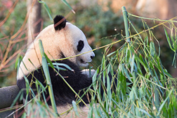 Adorable giant panda sitting and eating bamboo