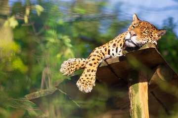 A leopard relaxed lying down high up
