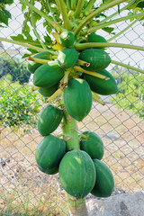 Green papaya fruits hanging on a tropical papaya tree.