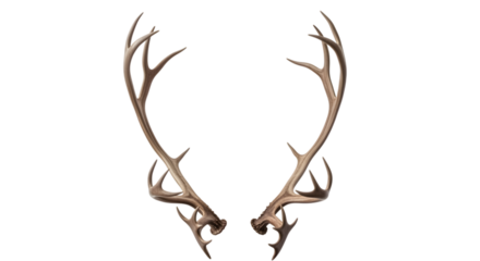 Deer antlers isolated on transparent background