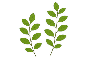 Obraz premium Green leaves illustration on branches, fresh foliage sprig, natural botanical element with transparent background