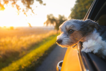 Happy small dog looks out car window enjoying warm summer trip. Terrier watches surroundings with joyful expression while sunlight creates bright playful travel atmosphere.