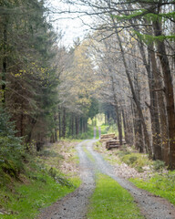 Scenic forest path winding through trees in early spring with fresh greenery and sunlight peeking through branches