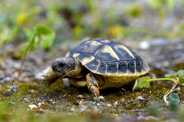 juvenile Hermann's tortoise // junge Griechische Landschildkröte (Testudo hermanni) - Menorca, Balearic Islands, Spain