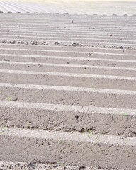 Rows of freshly tilled sandy soil ready for planting in a sunny rural field during the early morning hours
