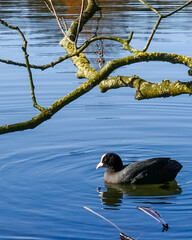 Coot swimming quietly on a calm pond in a serene setting with branches reflecting on the water
