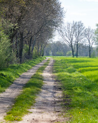 Scenic dirt path through green fields and trees on a sunny day in spring