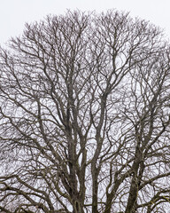 Bare branches of a winter tree create a striking silhouette against a cloudy sky
