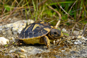 juvenile Hermann's tortoise // junge Griechische Landschildkröte (Testudo hermanni) - Menorca, Balearic Islands, Spain