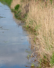 Calm water pathway surrounded by tall grasses in a natural setting with soft reflections during daylight