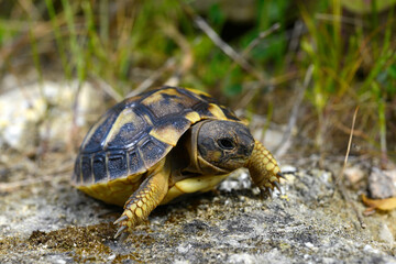 juvenile Hermann's tortoise // junge Griechische Landschildkröte (Testudo hermanni) - Menorca, Balearic Islands, Spain