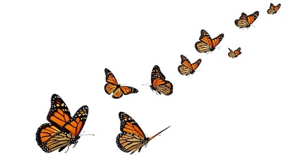 A beautiful sequence of monarch butterflies flying in a diagonal line on a white background