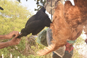 Mãos depenando frango. Galinhas penduradas de cabeça pra baixo sendo abatidas