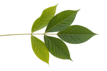 Naklejka premium Poison ivy stem with green leaves isolated on a transparent background