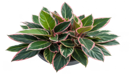 Potted plant with green and pink leaves isolated on a transparent background