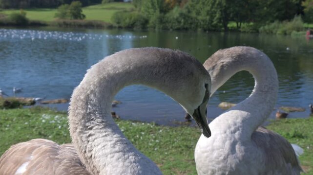 Two Mute Swans (Cygnus olor) in closeup, juvenile, this year's cygnets, fully grown but still with immature grey plumage, one looking into the camera September, Kent, UK (Half speed)